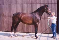 fokwaarde springen 120 84% (30e pl) Rebecca de Laubry 1994 BWP V Renville 2 P-Label International jumpinghorse Symphonie de Laubry 1995 BWP V Gotspe Azarro van de Dwerse Hagen 2000 BWP R Lord Calando