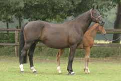 Kampioene v/d jonge paarden in Polen onder de sportnaam "TMN Coriana" 4. Dakota 2003 BWP V Corland V: Nederland, overleden op 2 jarige leeftijd (taxus-vergiftiging) 5.