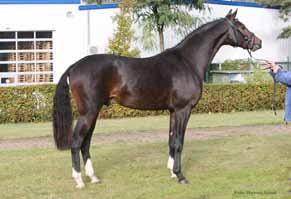 2007 1,64 m Sir Donnerhall x Florestan I SBS De Biolley Brigitte Kesselsteenweg,10 2590 Berlaar 0032475457700 info@brigittedebiolley.