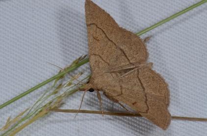 Glad beertje Eilema griseola 1 1 2 Muisbeertje Pelosia muscerda 5 2 3 1 11 Naaldboombeertje Eilema depressa 1 1 Phegeavlinder Amata phegea Z 1 1 Roesje Scoliopteryx libatrix 2 2 Roodbandbeer (3)