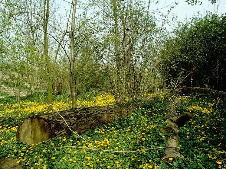 Dood hout was vóór 1980 een vloek in de kerk.