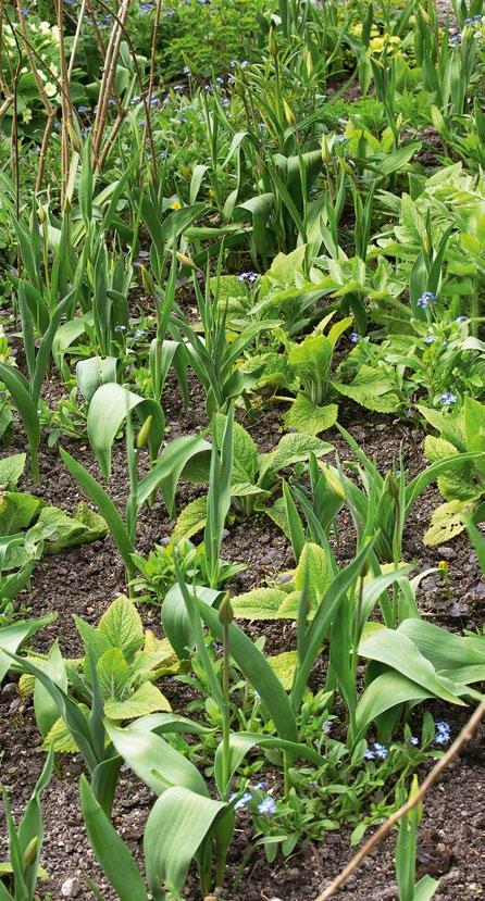 Kijk altijd naar de hele plant: de groeiwijze, de bladeren, de bloeitijd en het eventuele wintersilhouet. Het wintersilhouet heeft trouwens ook in het vroege voorjaar nog waarde.