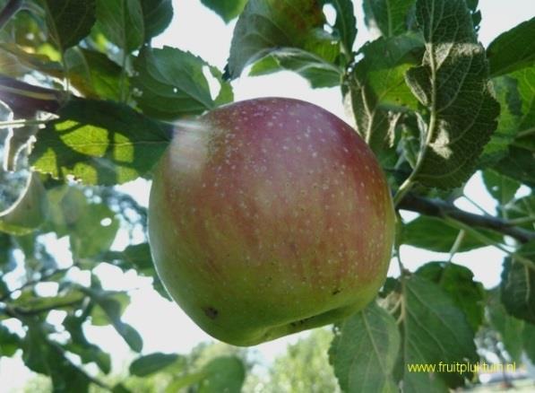De appel heeft een goede vaste structuur met room-wit vruchtvlees. De Alkmene-appel heeft de smaak: zachtzuur.