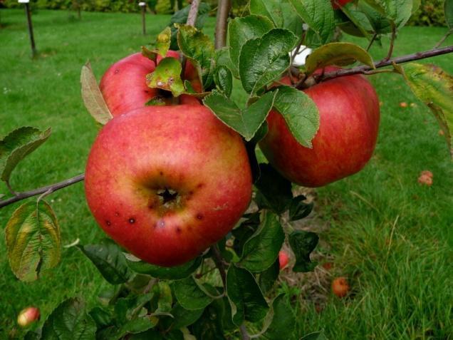 gestreepte dekkleur Lichtzuur, sappig met een beetje aroma 1e helft oktober Tot december