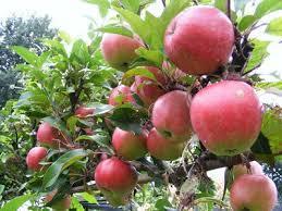 De meeste Elstar appels zijn groengeel/goudgeel met een helderrode bos.