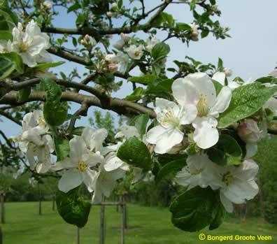 Glorie van Holland (Malus domestica Glorie-van-Holland) Nr 37 Halfstam gesponsord door Wim Huijsmans t.n.v. Jason Abrahams Nr 39 Hoogstam Glorie van Holland is een oud Nederlands ras.