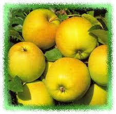 De geelgroene appels hebben een kenmerkende waslaag Zachtzuur en goed te bewaren Eind september Middel matige grootte appels, die fraai geel van kleur zijn De smaak is uitstekend, het is een zachte