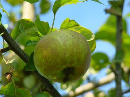 De vereniging richtte zich op het uitzaaien van appel- en perenzaden, het opkweken van de zaailingen en het selecteren van nieuwe betere rassen.