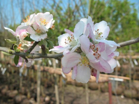 Rode Boskoop (Malus domestica Boskoop) Nr 11 Hoogstam Nr 14 Hoogstam t.n.v. Carice Florence Houssart Rond 1850 in Boskoop ontstaan.