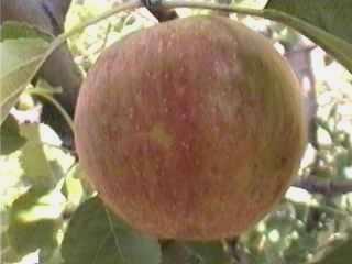 Zo geven grasboomgaarden beter gekleurde appels dan bomen op zwarte grond. Op klei is de hoofdkleur bruin met een rood wangetje en is het vruchtvlees gelig.