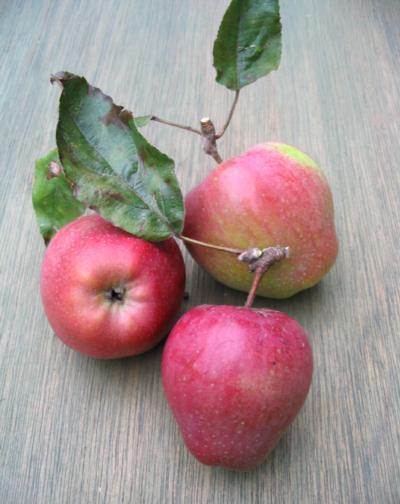 Schager Roode (Malus domestica Schager Roode) Nr 13 Hoogstam Noord-Holland. gevonden aan de Oostdijk / Zuidoost Beemster. In de Betuwe komt een gelijke appel voor onder de naam Lentsche Roode.