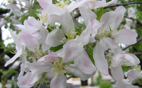 Sterappel (Malus domestica Sterappel) Nr 7 Halfstam Sterappel of Sterreinette is een veel geroemd appelras dat omstreeks 1830 is ontstaan.