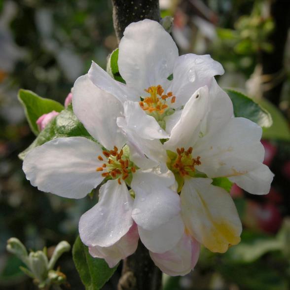 Topaz (Malus domestica Topaz) Nr 60 Hoogstam Nr 61 Hoogstam Vanuit Tsjechië afkomstig ( van het "Veredelingsstation Strizovice - Instituut voor Experimentele Botaniek" te Praag) en vanaf