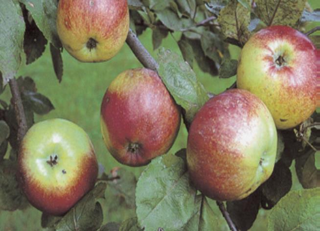 Winterrambour (Malus domestica Rambour d Hiver) Nr 9 Hoogstam Volgens sommige bronnen is deze variëteit uit Frankrijk afkomstig, volgens andere uit België.