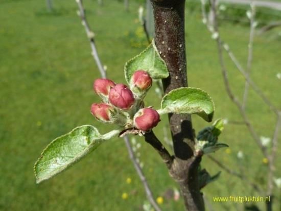 Zoete (winter)kroon (Malus domestica Zoete Kroon) Nr 59 Halfstam Gesponsord door John Vink Gevonden rond 1870 en door Brouwer rond 1890 in de handel gebracht.