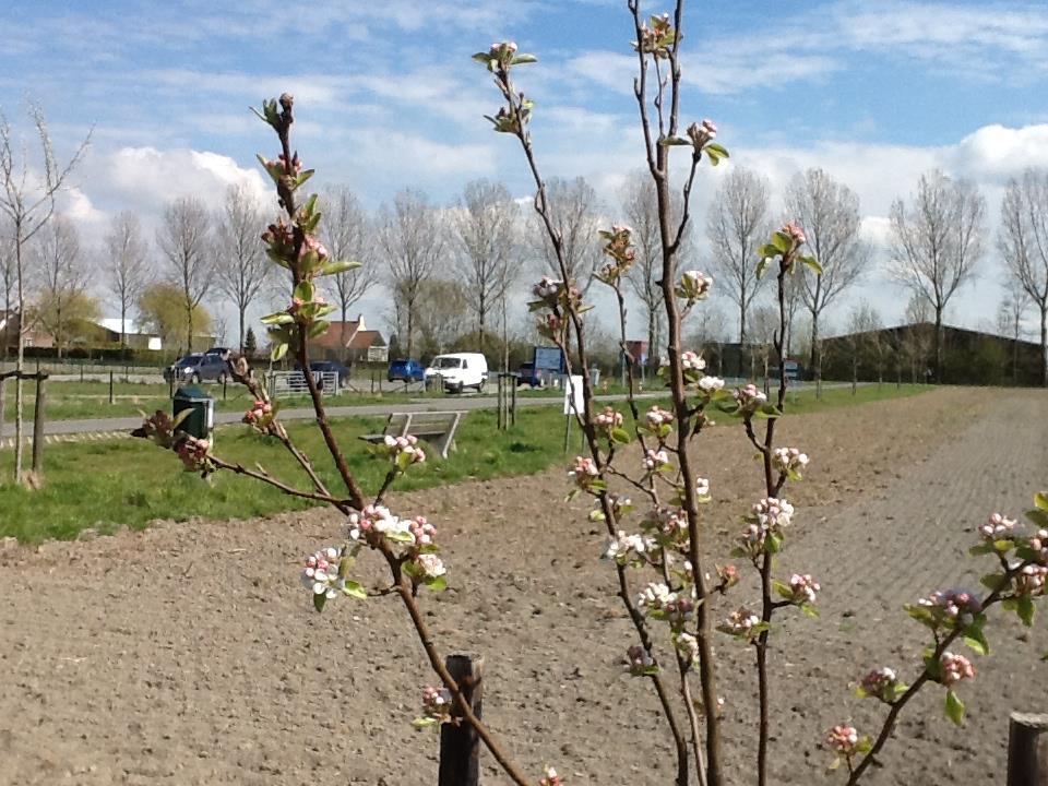 Perenbomen 16 verschillende rassen(pyrus communis) 18 perenbomen waarvan 3 Hoogstam en 15 Halfstam Beurré Hardy Hoogstam Beurré Hardy Halfstam Charneux Hoogstam Charneux Halfstam Comtesse du Paris