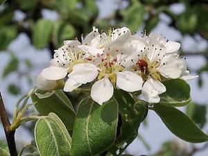 Comtesse du Paris (Pyrus communis Comtesse du Paris) Nr 1 Halfstam Gesponsord door Peter Verkleij t.n.v.