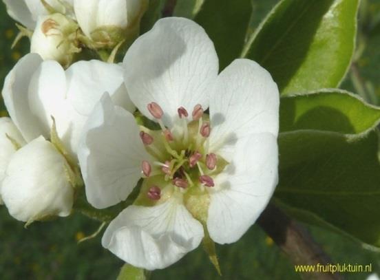 Kleipeer (Pyrus communis Kleipeer) Nr 50 Halfstam Gesponsord door Maarten van der Putten De herkomst is onbekend.