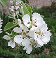 Williams (Pyrus communis Williams) Nr 49 Halfstam Gesponsord door Cees Ridder t.n.v.