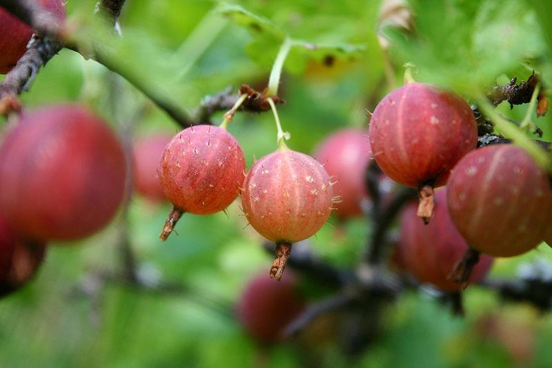 Kruisbes Ribes Uva-crispa Rosko Ook van de kruisbes is de oorsprong onduidelijk, er is geen wilde soort van bekend Goede rode ras is, Rosko (lichtrood, vrijwel onbehaarde vruchten) De smaak van rijpe