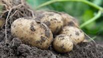 Hybride aardappel, wat is dat?