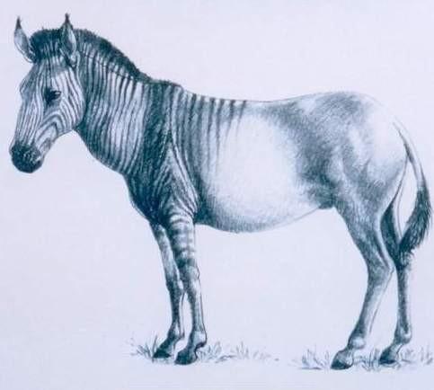 Fig. 7 Morfologie van de kiezen van de verschillende groepen van Equus. A: Stenoninen: In het stenonine patroon is een diepe ectoflexid en V-vormige linguaflexid aanwezig.