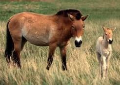 Volgens sommige bronnen komt de Equus bressannus samen met de Equus süssenbornensis en de Equus altidens tijdens een koude periode aan het einde van het Eburonien of het begin van het Waalien Europa