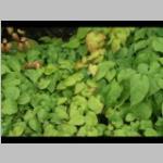 Epimedium Rubrum Elfenplant d: wintergroene vaste planten g: