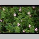 Geranium endressii Ooievaarsbek e: vaste planten g: bodembedekkers categorie