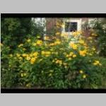 Heliopsis patula Zonneoog e: vaste planten c: zomer e: vlinderbijenplant