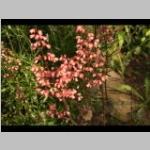 jpg Hemerocallis Daglelie e: vaste planten c: zomer X: n.v.t. X: n.v.t. Hemerocallis of daglelie.