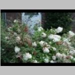 jpg Hydrangea 'Annabelle' en Fuchsia Bolvormige hortensia en Bellenplant c:
