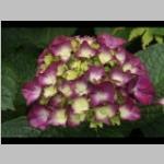 d: vochtige Hydrangea macrophylla of boerenhortensia blauw.