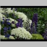 Hydrangea met Delphinium Hortensia en Ridderspoor categorie plant