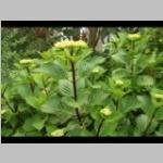 JPG Hydrangea met donker blad Hortensia b: bladverliezende c: zomer a: