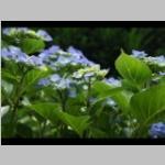 jpg Hydrangea teller Schermvormige hortensia c: zomer f:sterk