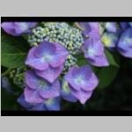 Hydrangea teller detail bloem Schermvormige hortensia categorie plant