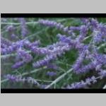 Lavendula angustifolia detail bloei Lavendel categorie plant bloei