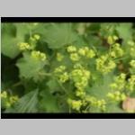 Alchemilla mollis Vrouwenmantel e: vaste planten g: bodembedekkers