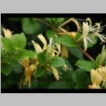 Lonicera Kamperfoelie c: klimplanten c: zomer e: