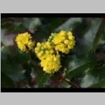 JPG Mahonia aquifolium detail bloei Mahoniestruik b: