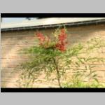 Nandina domestica gulfstream detail bessen Schijnbamboe categorie plant bloei bijzonderheden