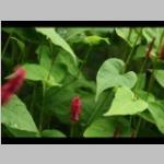 Persicaria amplexicaulus Duizendknoop e: vaste