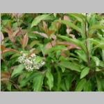 vlinderbijenplant g:geurend a:zonnig. Phlox paniculata.