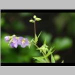 Polemonium caeruleum Jacobsladder e: vaste planten b: voorjaar X: