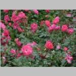 n.v.t. a: zonnig Rosa enkelbloemige roos.