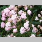 Rosa hybride de fairy Roos categorie plant bloei