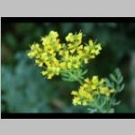 Ruta graveolens Wijnruit d: wintergroene vaste planten categorie plant bloei