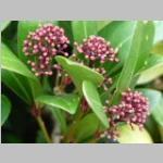 Skimmia japonica Rubrum detail bloei Skimmia categorie plant bloei