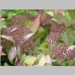 Spirea bumalda 'Anthony Waterer' struik herfstbeeld Spierstruik